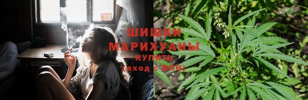 прущие грибы Алексеевка